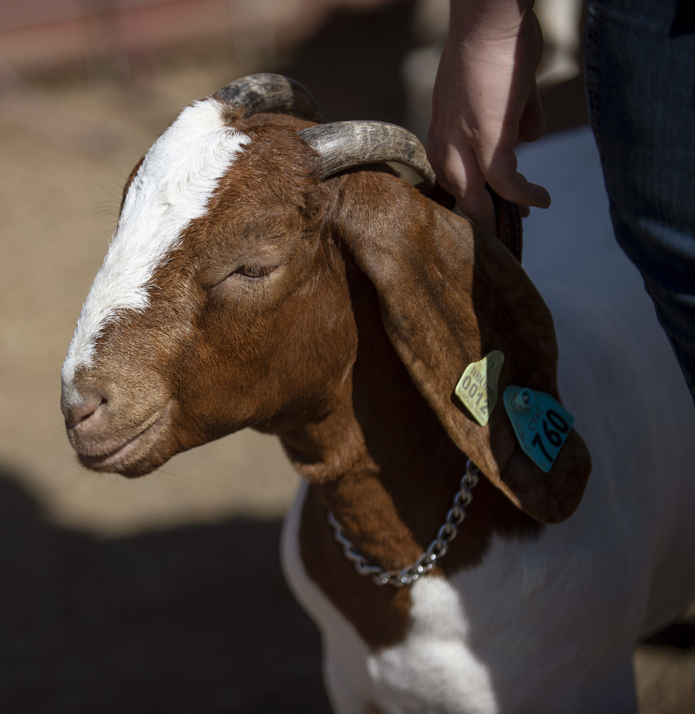 Coos County Fair